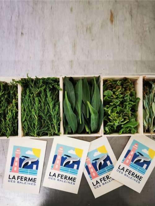 Packaging La Ferme des Baleines par Totem Communication Marketing Ile de Ré