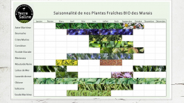 Calendrier de saisonnalité des plantes des marais pour Terre Saline par Totem Communication Marketing Ile de Ré