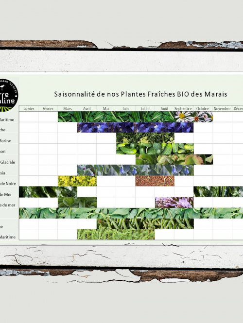 Calendrier de saisonnalité des plantes des marais pour Terre Saline par Totem Communication Marketing Ile de Ré